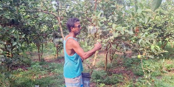 শিক্ষকতা ছেড়ে ফল চাষে স্বাবলম্বী ছানোয়ার